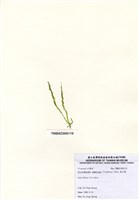 藏品(扁石髮)的圖片